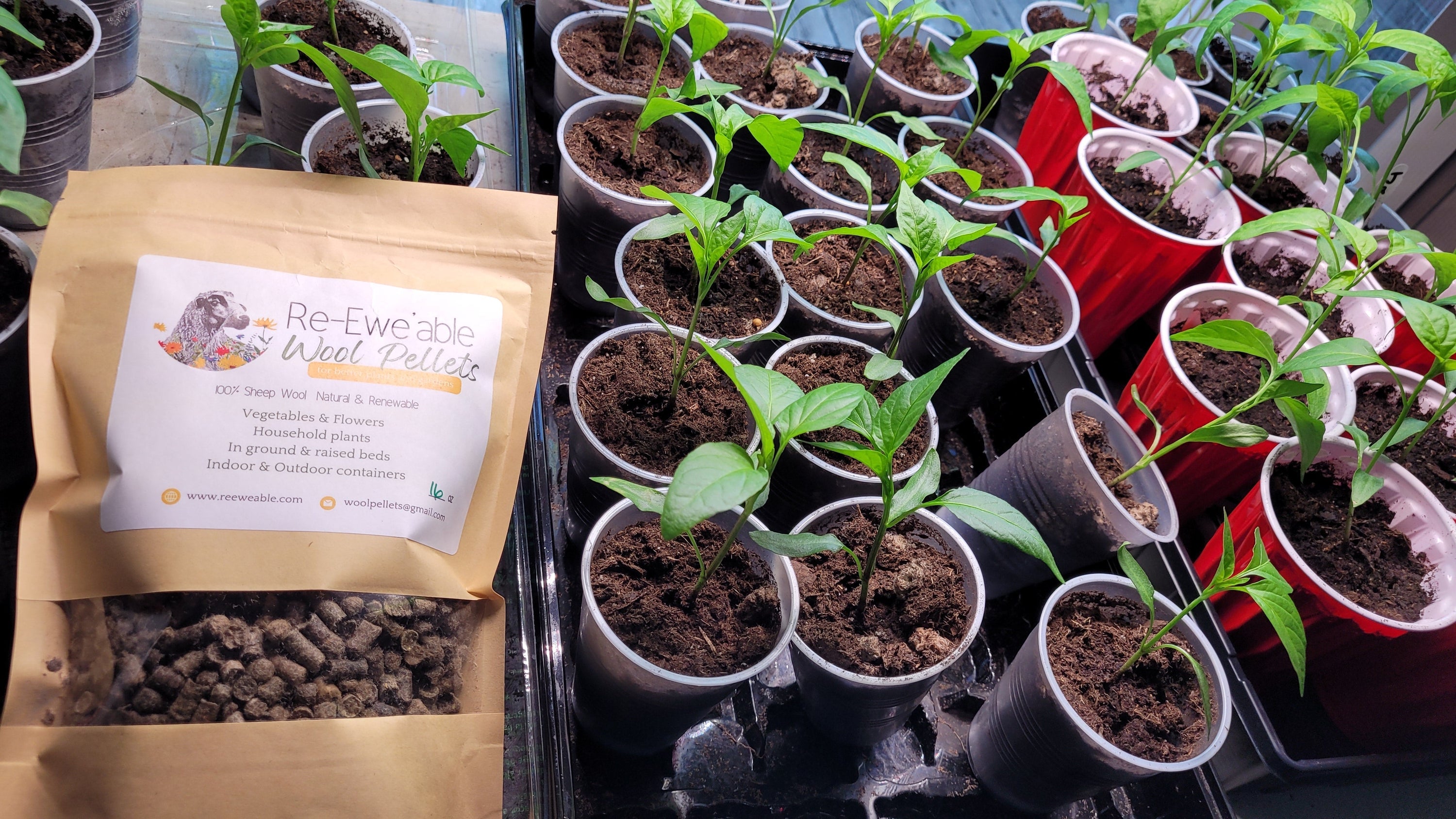 How to use wool pellets for seed starting