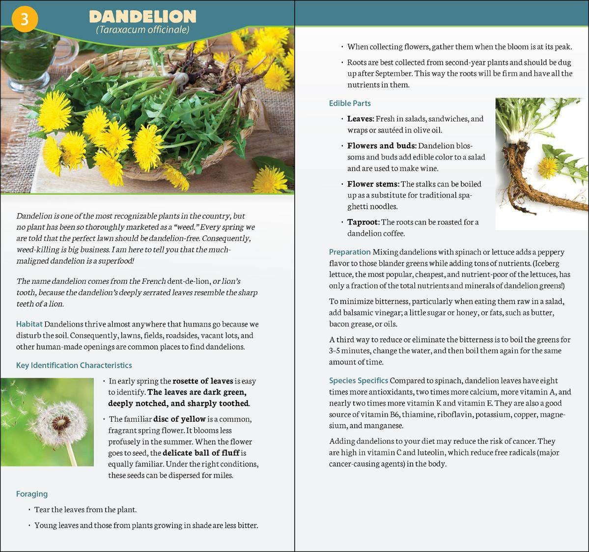 AdventureKEEN - Foraging in North America Quick Guide