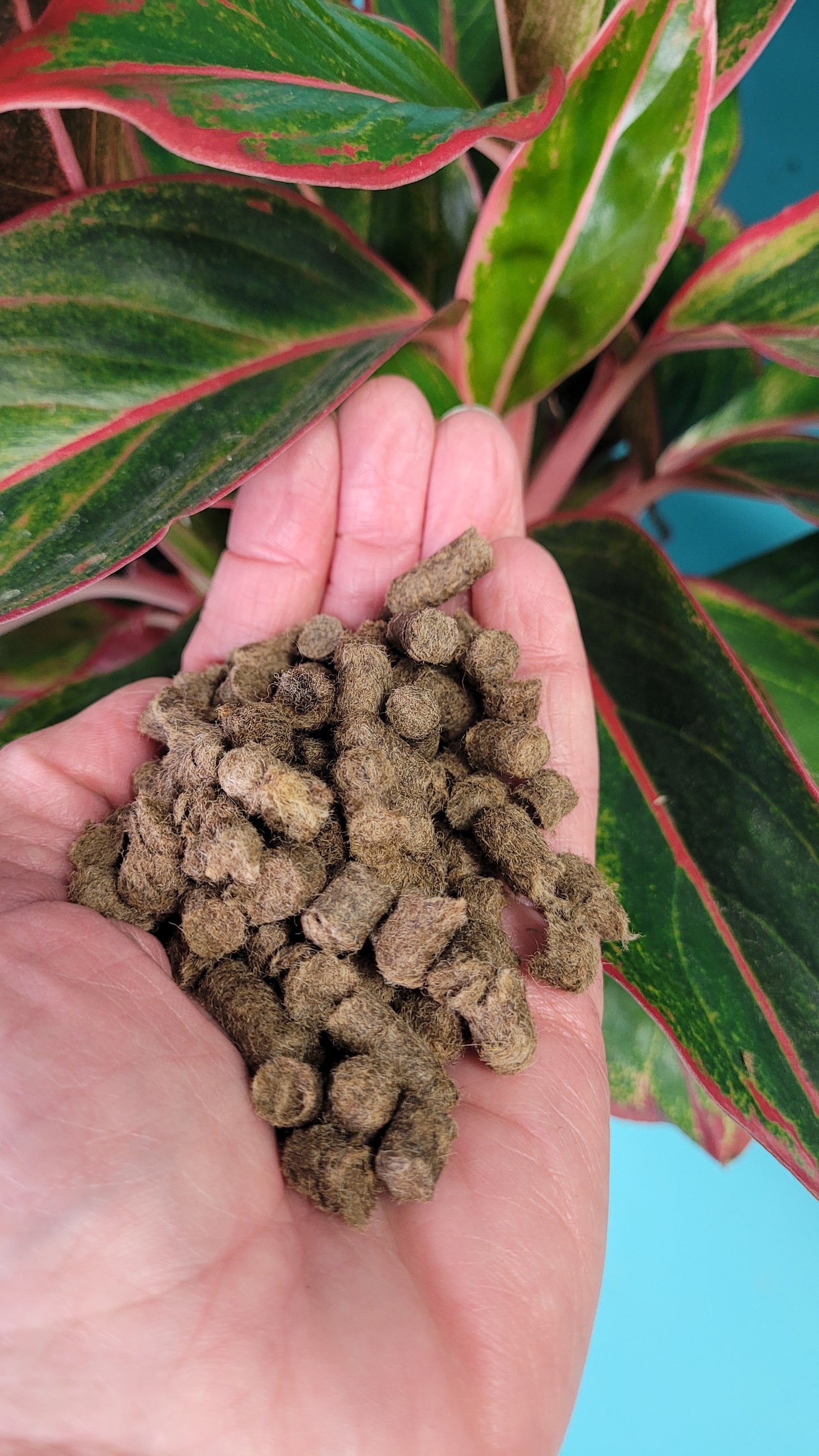 Wool Pellets - BULK (Shipping Applies)