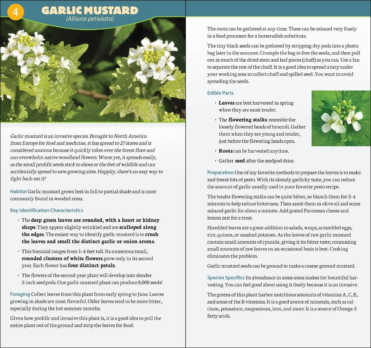 AdventureKEEN - Foraging in North America Quick Guide