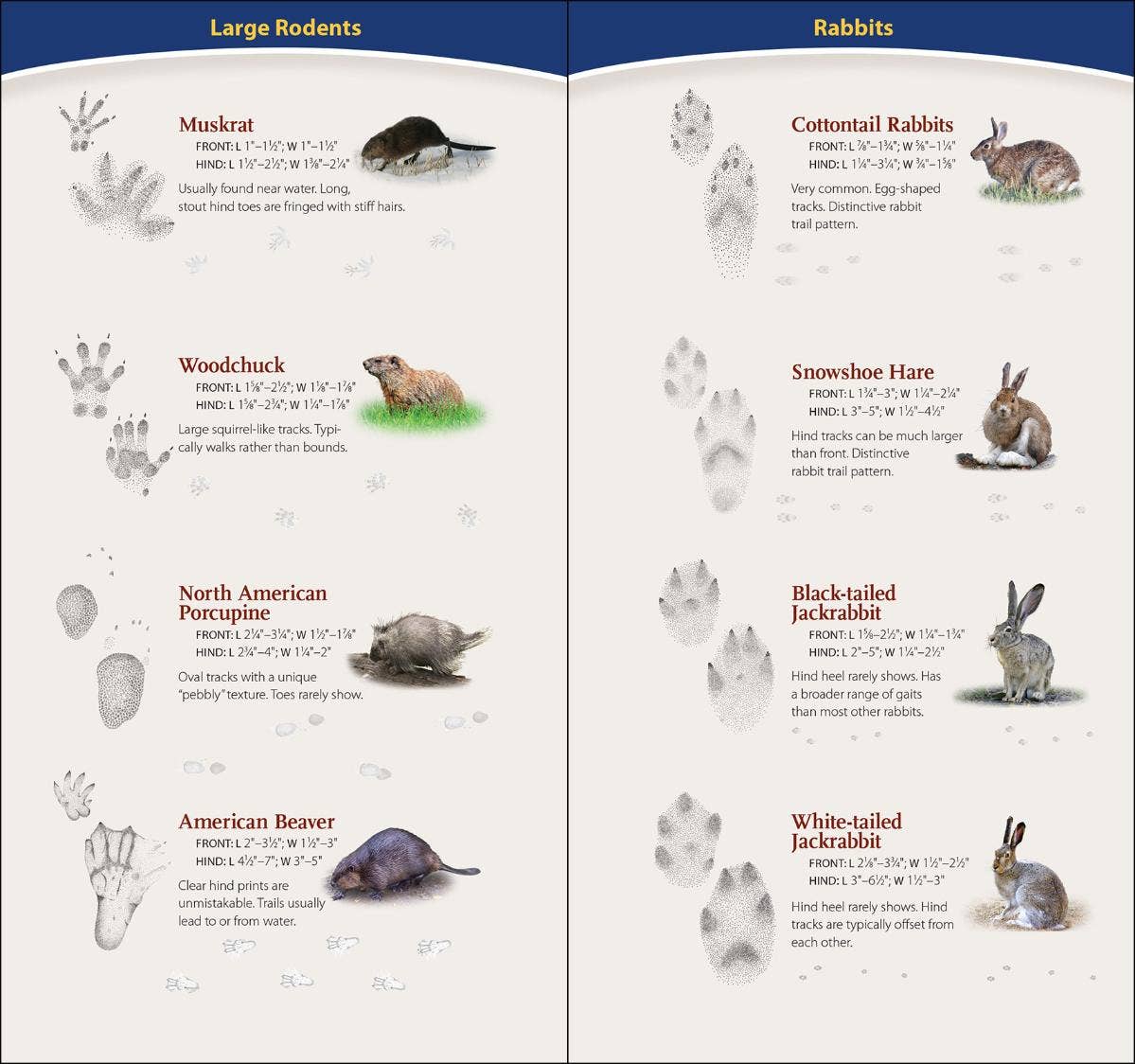 AdventureKEEN - Animal Tracks of Midwest Quick Guide